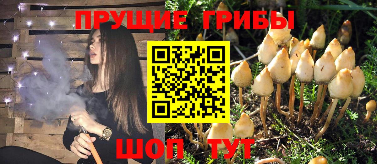 Волоколамск  Псилоцибиновые грибы Cubensis  наркотики  Вход с VPN 