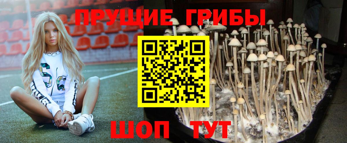 Псилоцибиновые грибы Cubensis Волоколамск